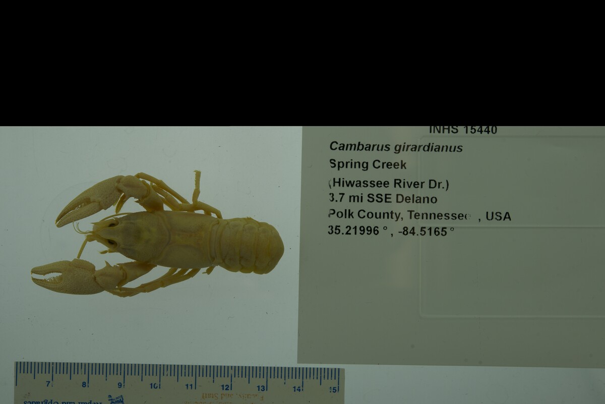 Cambarus girardianus image